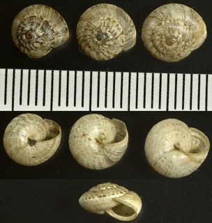 オカウズマキガイの仲間05 Trochoidea meda small
