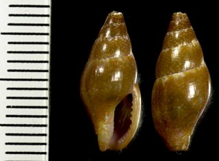 フクレムギガイ Mitrella gervillei small