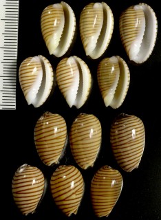 カミスジトリノコ Persicula cingulata small