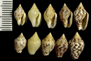 サビフトコロ Columbella rusticoides small