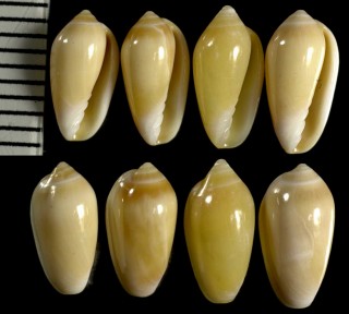 カイコヘリトリの仲間02 Volvarina monilis small