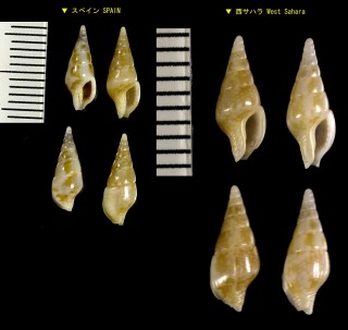 コツブムギガイ Mitrella minor small