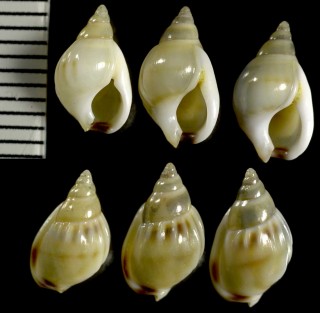 ヨフバイの仲間 Nassarius glabratus small