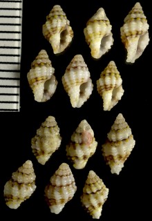 ヒナレイシノシガイ Morula echinata small