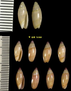 エミマクラ Oliva lacanientai small