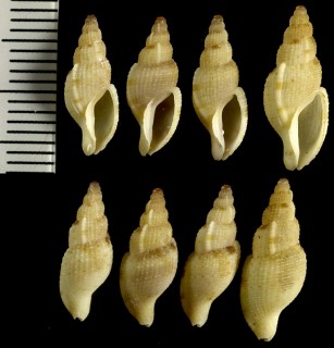 アメリカのセコバイの仲間 Colubraria lanceolata small