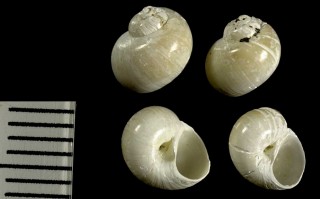 サガミオリイレシラタマ Euspira sagamiemsis small
