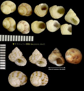 カゴサンショウガイモドキ Herpetopoma instricta small