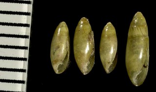 ナズミガイ 泥み貝 Cylindrotis quadrasi small