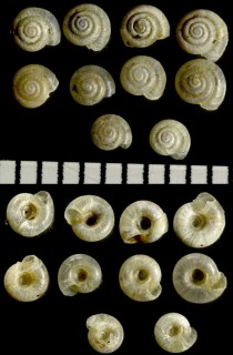 ヒメコハクガイ Hawaiia minuscula small