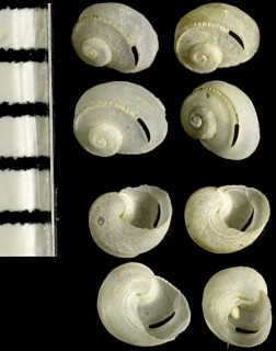 スカシエビス 透戎 Sukashitrochus carinatus small