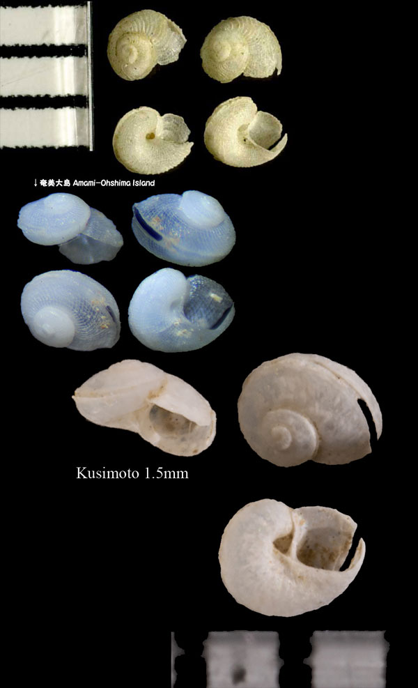 ニッポンクチキレエビス Anatoma japonica small