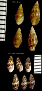 ヒャクメマツムシ Mitrella ocellata small