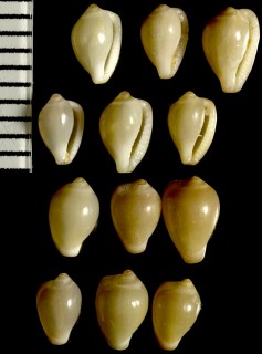 フロリダザクロ Erato maugeriae small