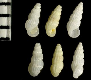 ホソウネリチョウジガイ Rissoina plicatula small