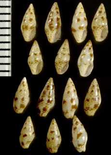 ヒャクメマツムシの仲間 Mitrella argus small