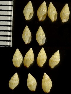 カリブ海のボサツガイの仲間 Anachis obesa small