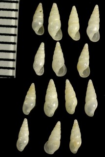 ブラジルのチョウジガイ類 Rissoina subrostrata small