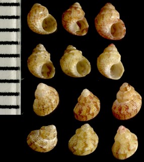 ベニバイの仲間02 Tricolia bella small