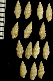 カリブ海のボサツガイの仲間02 Nassarina minor small