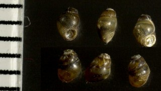 エドガワミズゴマツボ (ウミゴマツボ) Stenothyra edogawaensis small