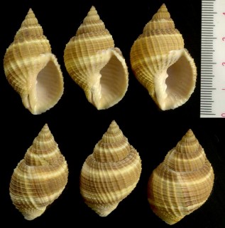 コンゴウボラ Cancellaria laticosta small