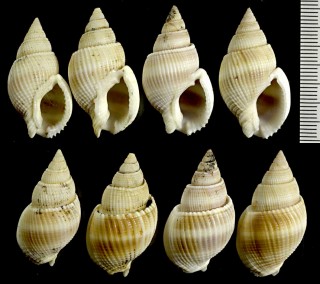オオハナムシロの一種 Nassarius cingenda small