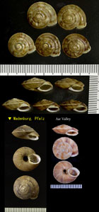 ドイツヒラバマイマイ Helicigona lapicida small
