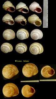 ミスジコダママイマイ Hemitrochus varians small