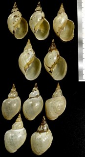ヨーロッパモノアラガイ Lymnaea stagnalis small