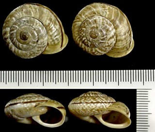 ヒトスジヒラバマイマイの一種 Chilostoma cingulatum colubrinum small