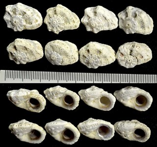 ツヅレヒメカタベ Liotina depressa small