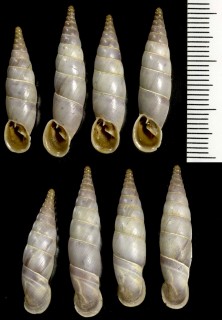 ユーゴスラビアのキセルガイ01 Herilla bosniensis hannae small