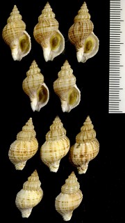 フロリダホラダマシ (仮称) Hesperisternia multangulus grandanus small