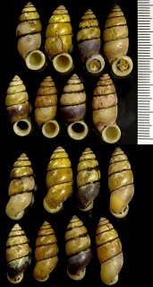 ドミンゴオオサナギ  (仮称) Farcimoides domingoense small