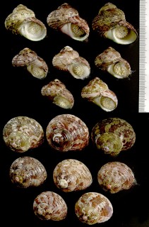 ナタールサザエ Turbo cidaris natalensis small