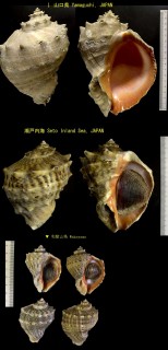 アカニシ 紅螺 Rapana venosa small