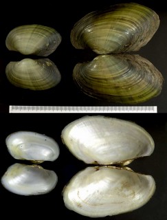 アルゼンチンのドブガイの仲間 未詳 Anodonta sp. small