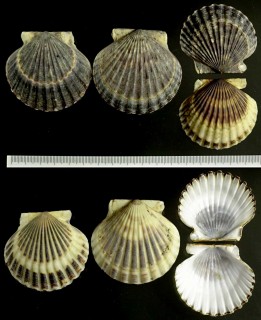 ホンアメリカイタヤ Argopecten irradians irradians small