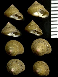 アトリケイトナツモモ 仮称 Clanculus atricatena small