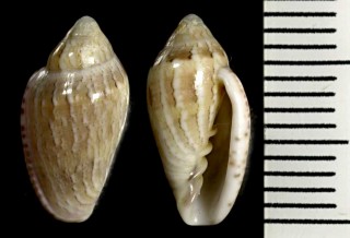 ヘリトリガイの仲間02 Marginella cosmia small