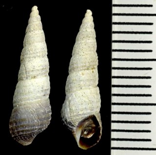 ノミカニモリの仲間 北米 Bittium eschrichtii small