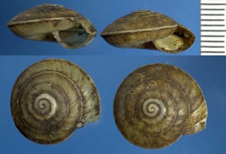イタリアのコハクガイの仲間 Aegopis gemonensis small