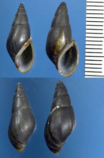 ハンガリーのトウガタカワニナ類 Fagotia esperi small