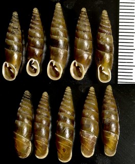 マケドニアのキセルガイ Triloba thaumasia faueri small