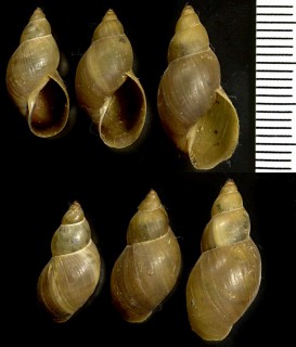 ヨーロッパモノアラガイの仲間 Lymnaea fusca small
