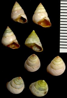 クチベニヤマキサゴ Eutrochatella jugulata small