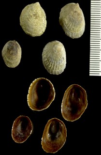 ブラジルカラマツ Siphonaria lessoni small