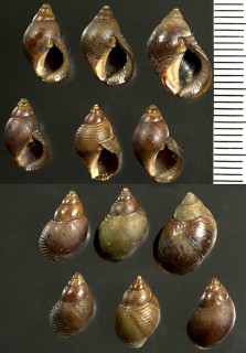 カリブクロタマキビモドキ Supplanaxis nucleus small