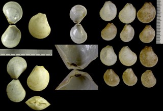 サガミマルミノガイ Lima sagamiensis small